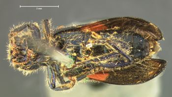 Media type: image;   Entomology 3543 Aspect: habitus ventral view